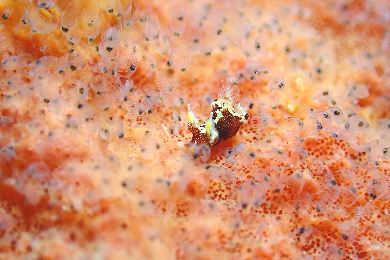 モウサンウミウシ