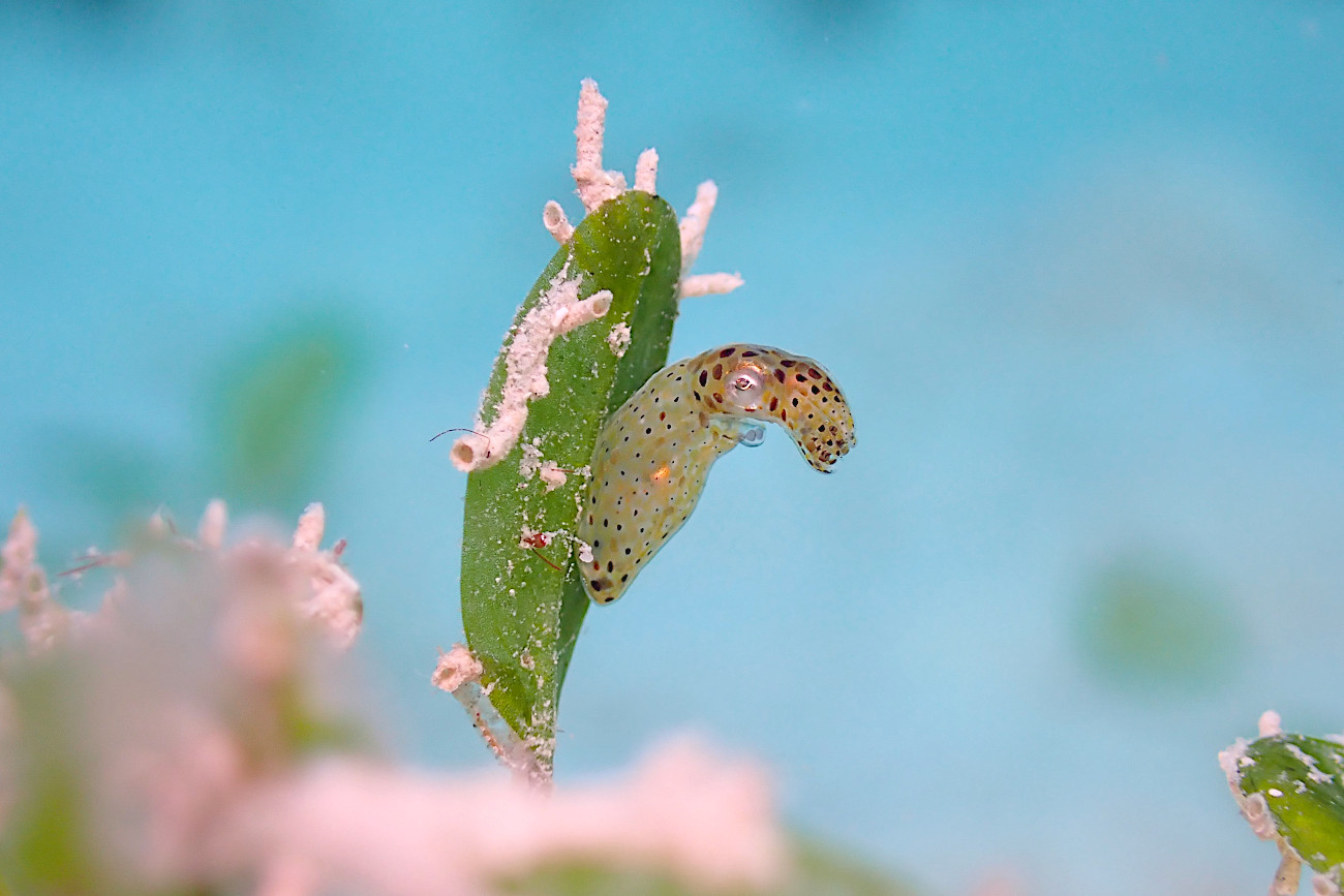 リュウキュウヒメイカ