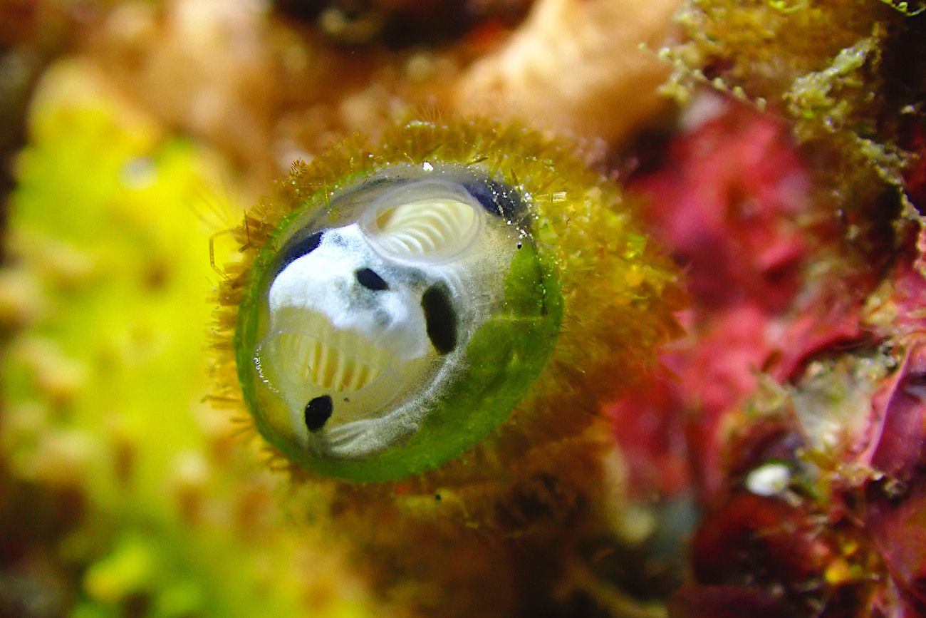 ガイコツパンダホヤ