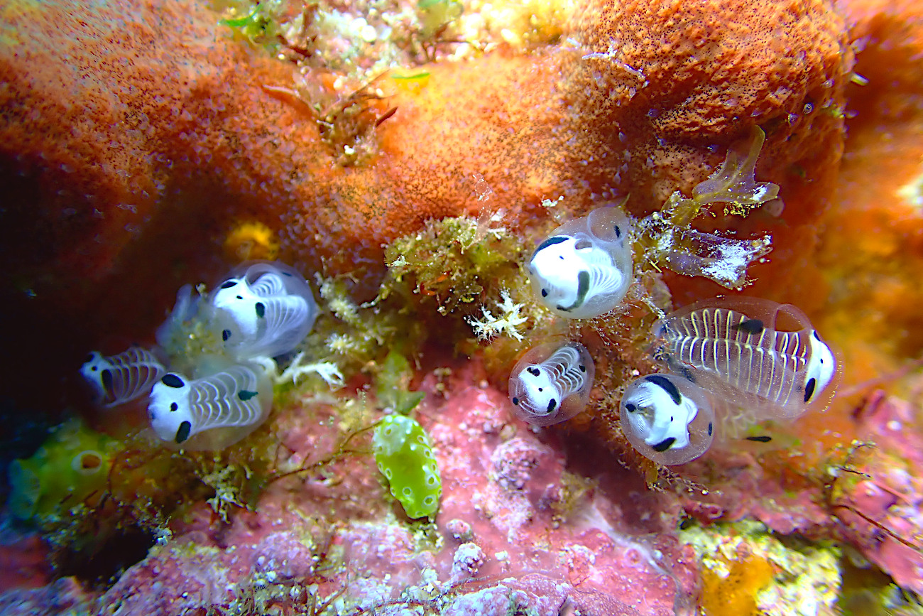 ガイコツパンダホヤ