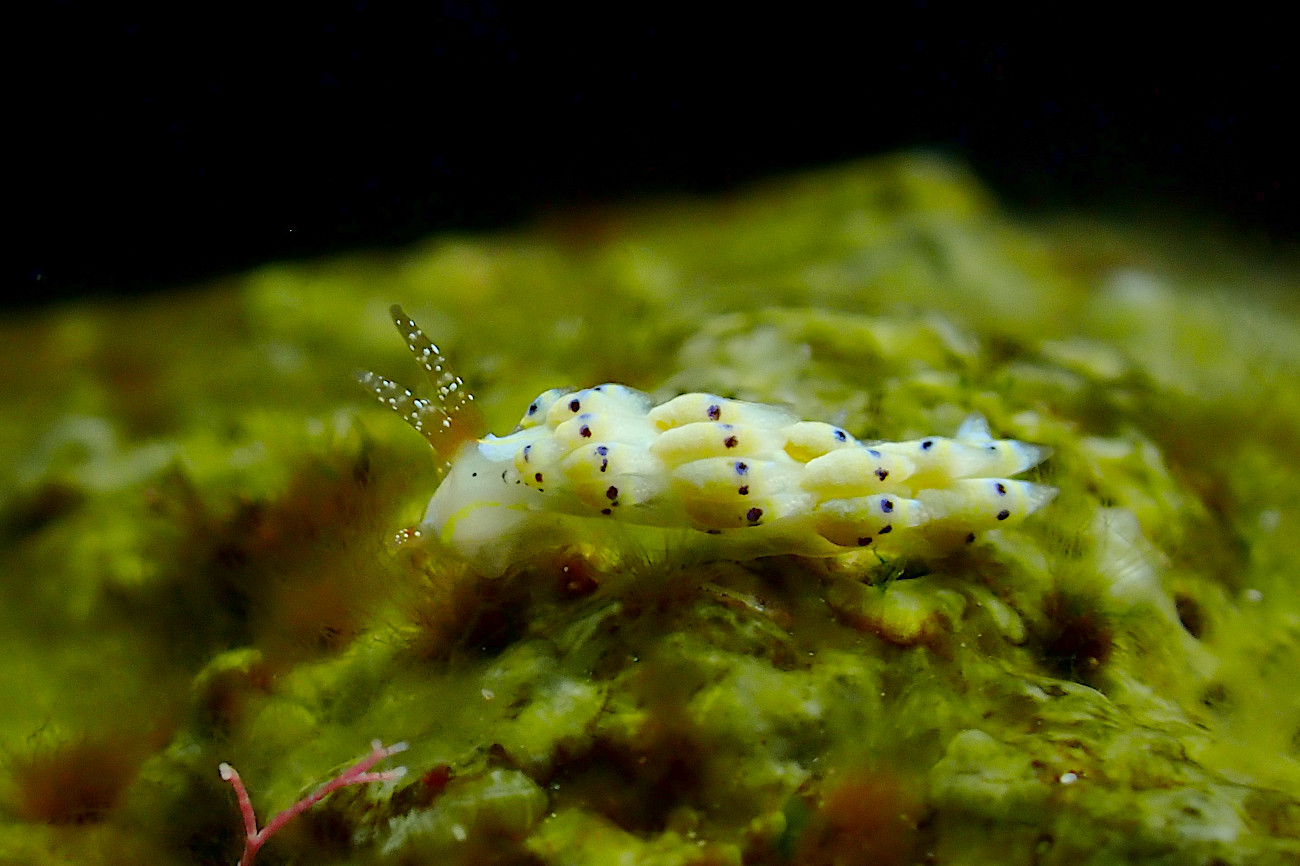 シロタエミノウミウシ属の一種７２