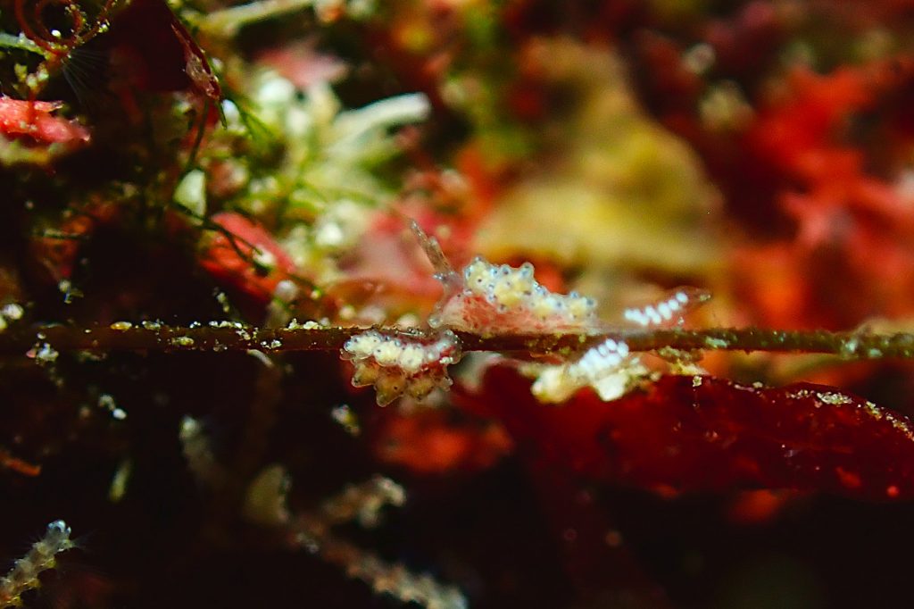 マツカサウミウシ属の一種１３