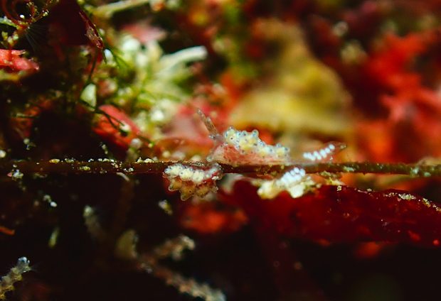 マツカサウミウシ属の一種１３