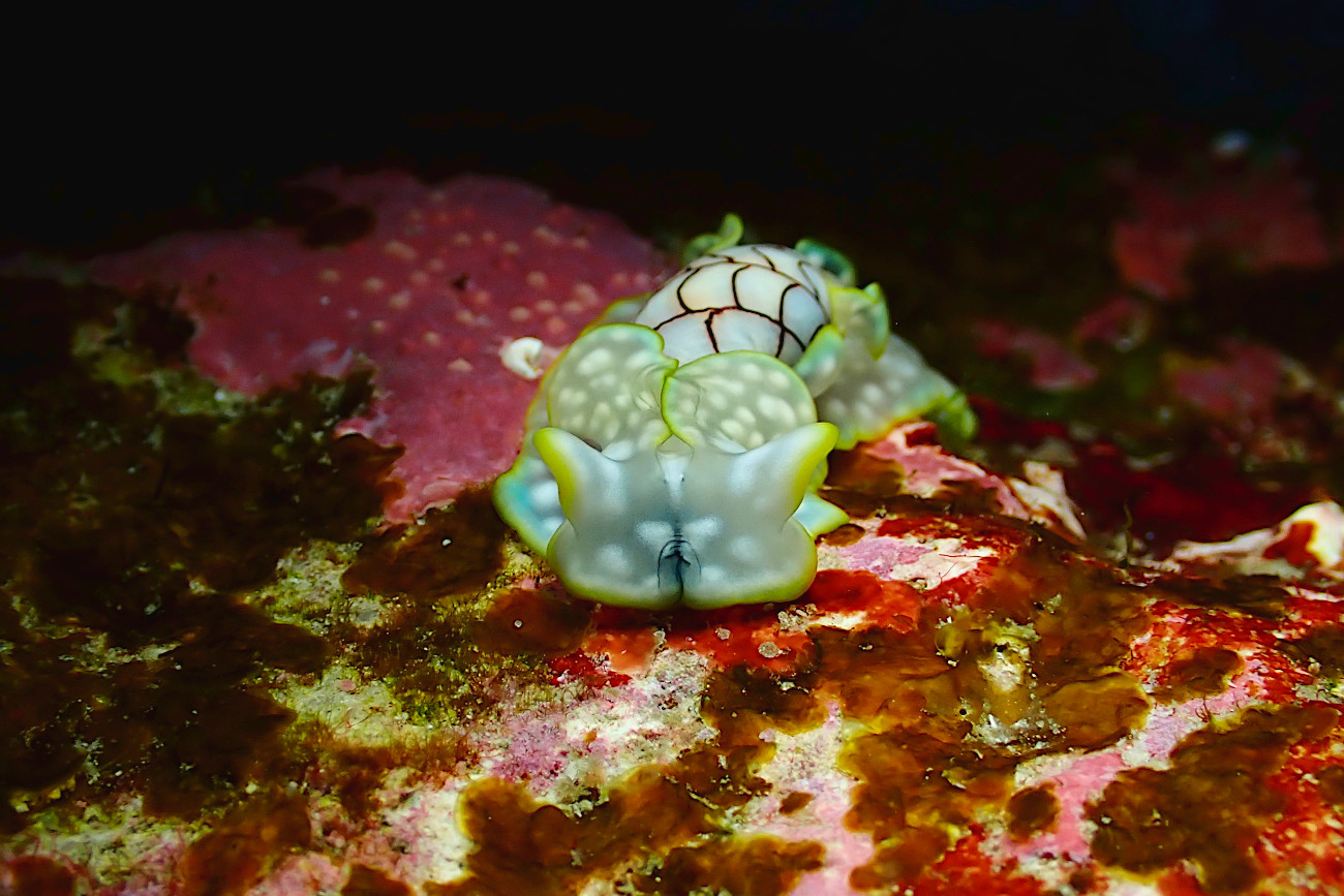 ワタユキシボリガイ