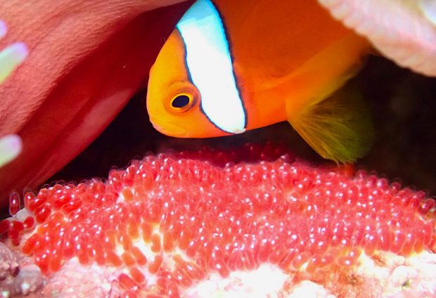 卵の世話するハマクマノミ