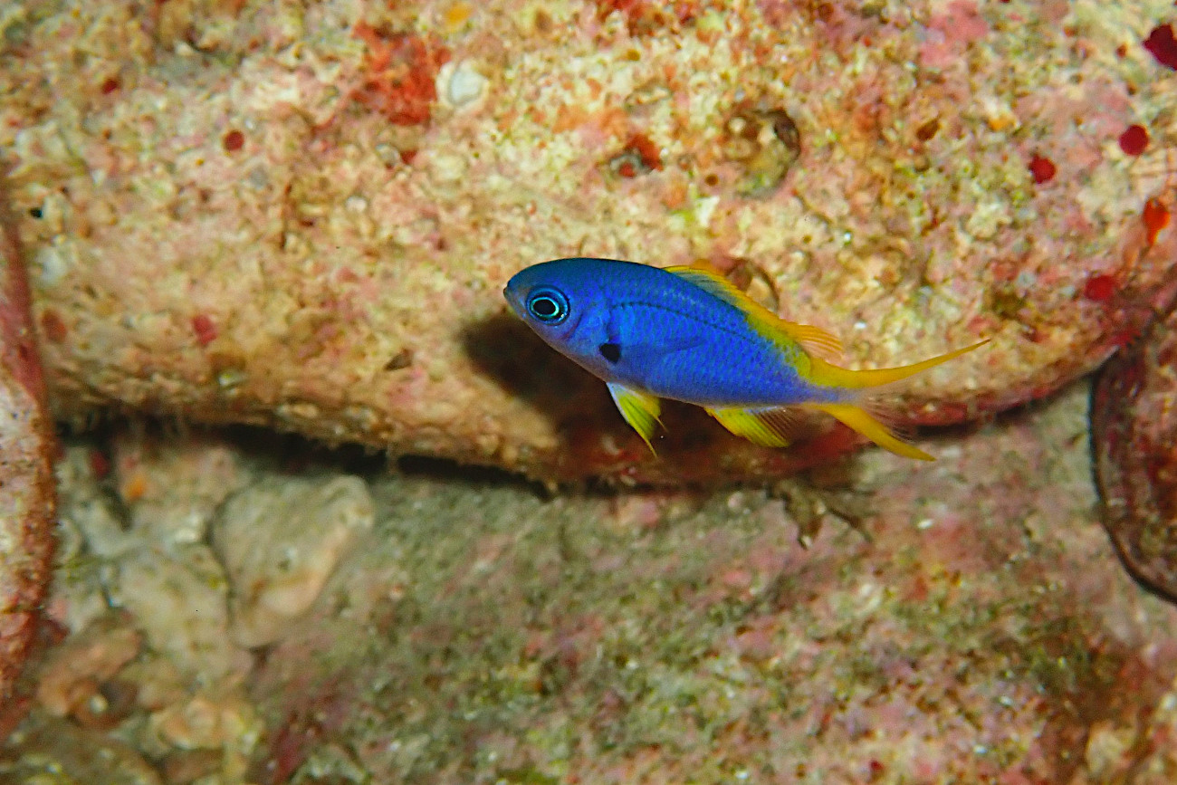 カンザシスズメダイ幼魚