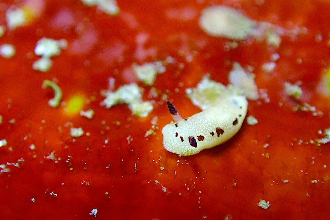 ツギアテウミウシ