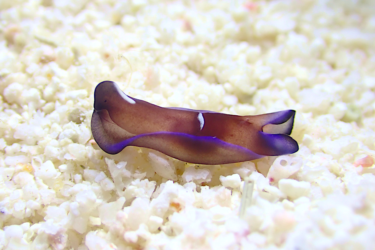 アオフチキセワタ