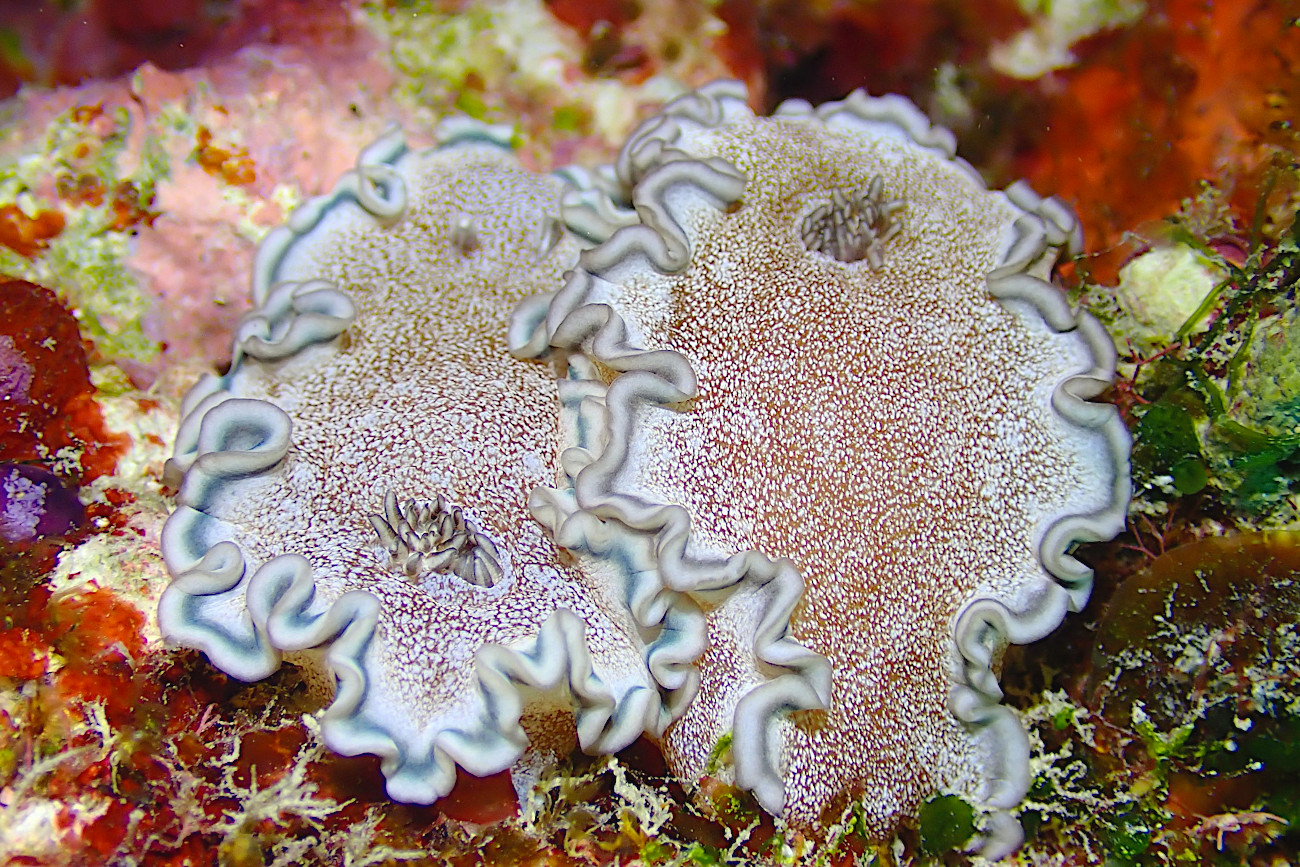 タヌキイロウミウシ