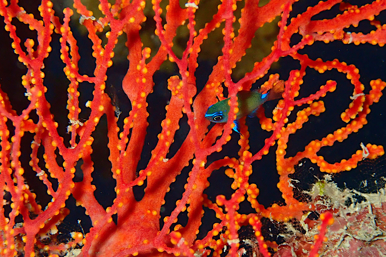 アマミスズメダイ幼魚