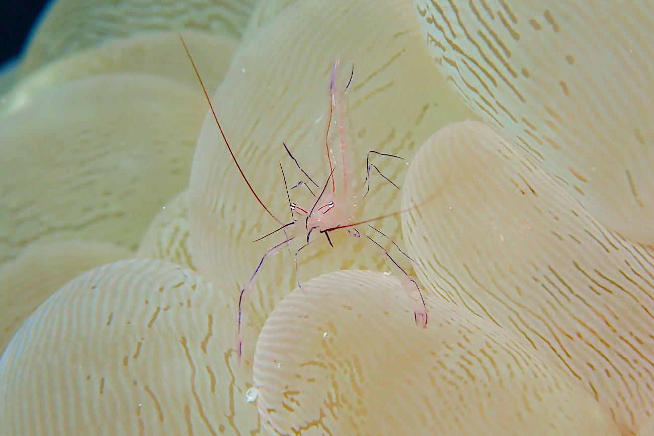 バブルコーラルシュリンプ