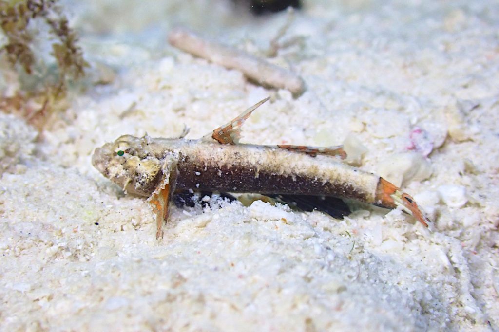 ハゼ科の一種14