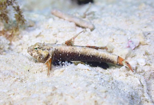 ハゼ科の一種14