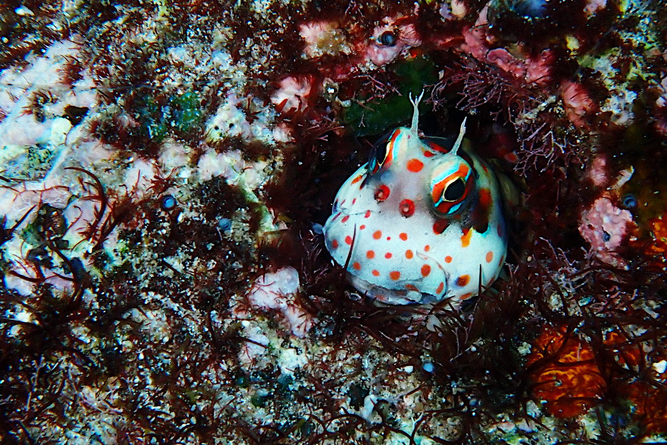 モンツキカエルウオ