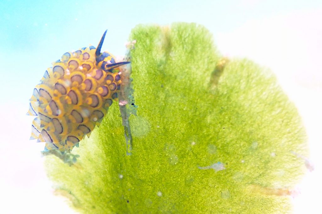 ミナミアオモウミウシ