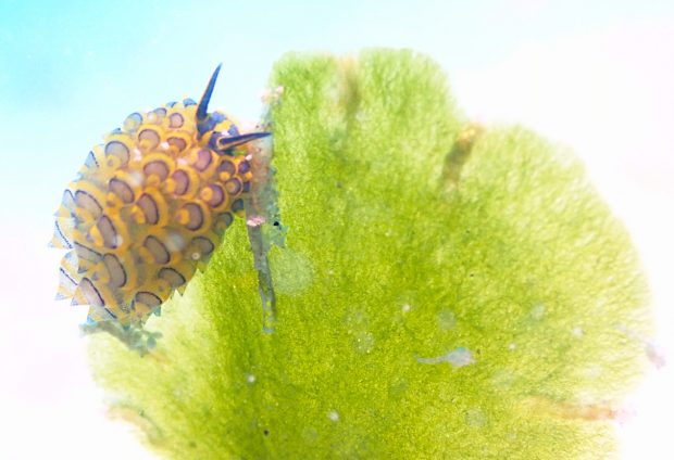 ミナミアオモウミウシ