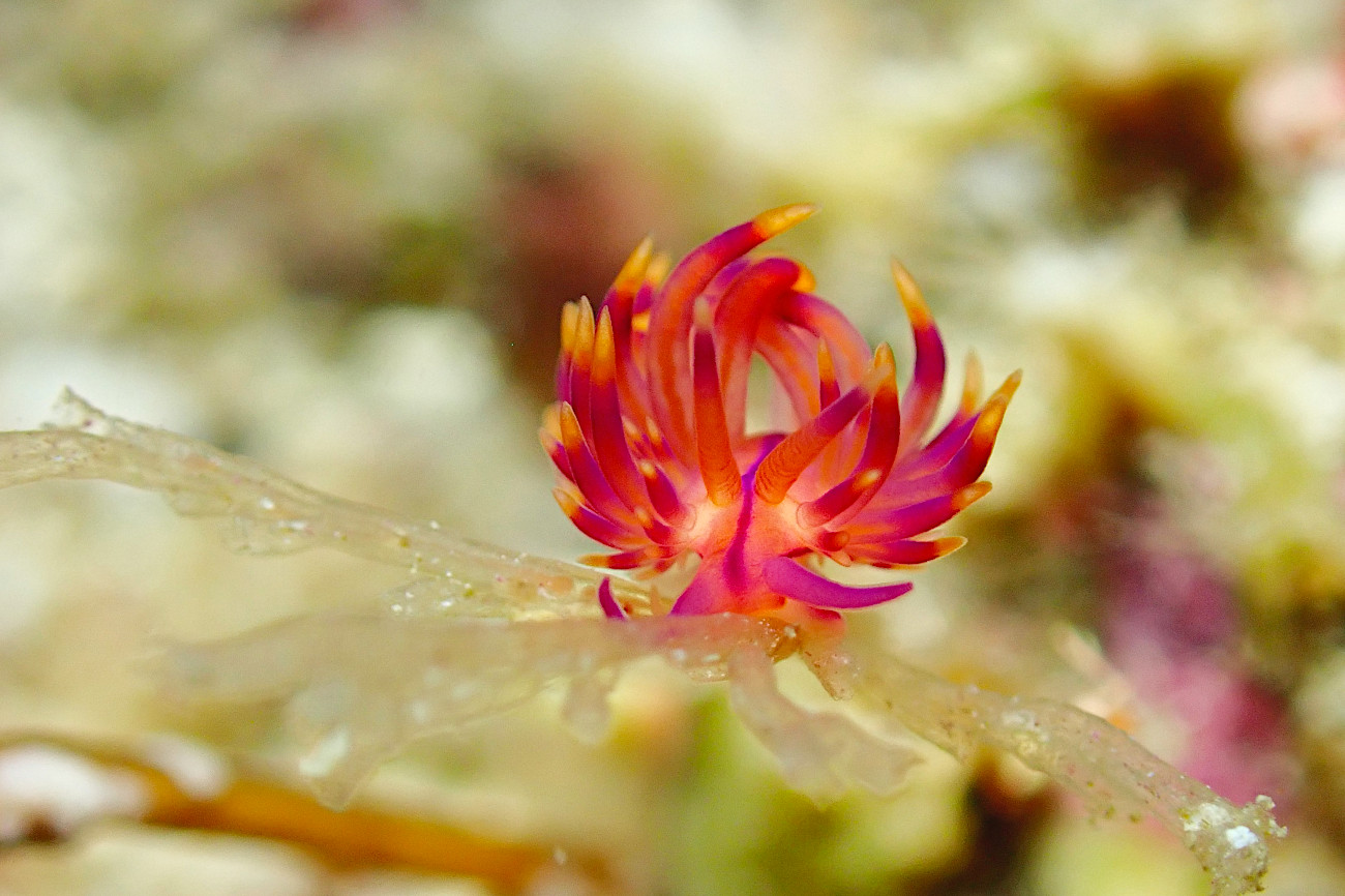 ニチロミノウミウシ