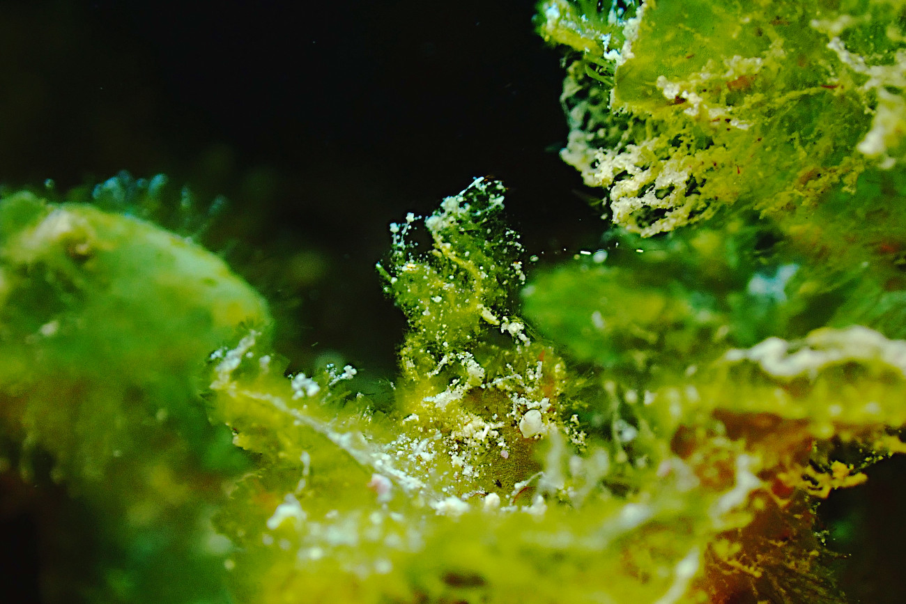 フィコカリス・シムランス