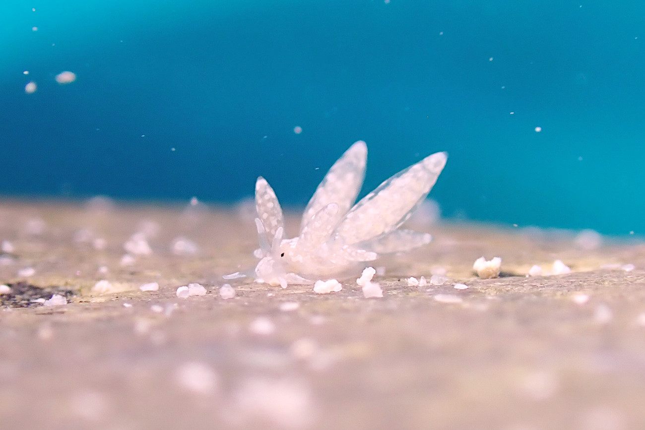 スナチゴミノウミウシ