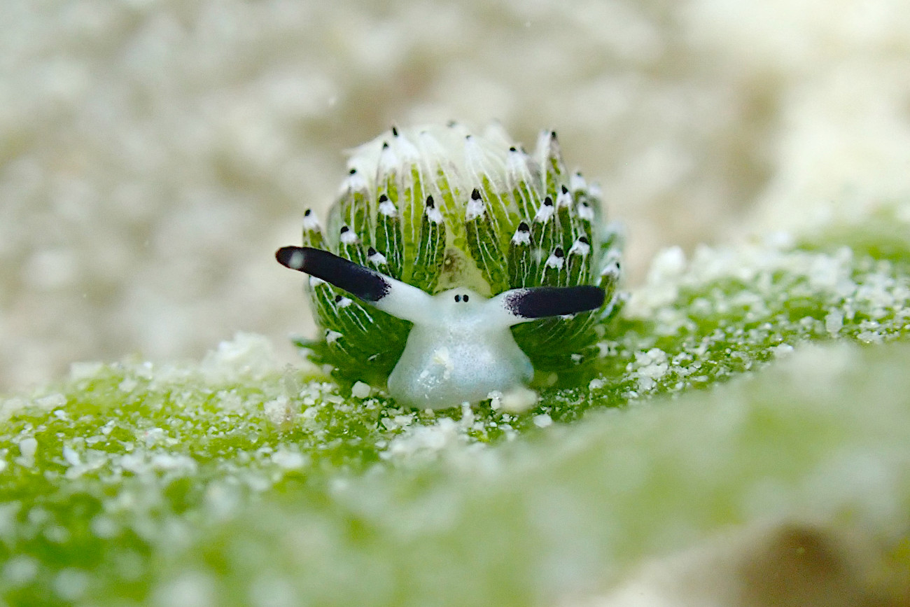 ウサギモウミウシ