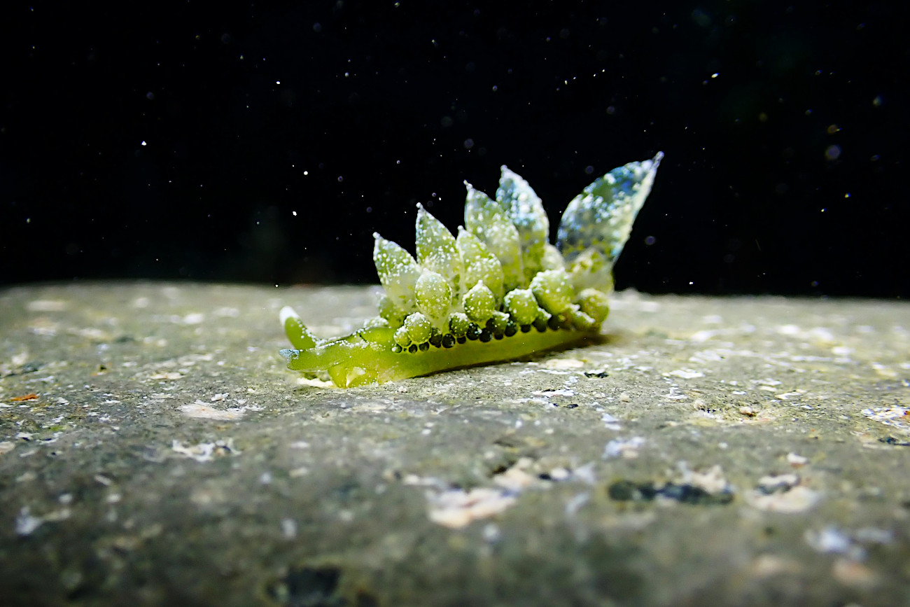 タマミルウミウシ