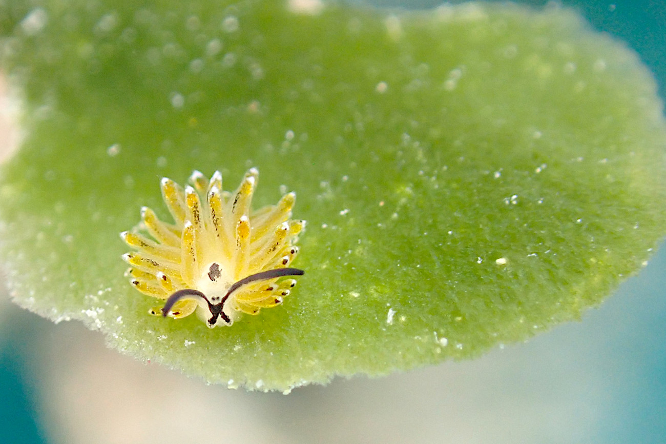 イリオモテモウミウシ