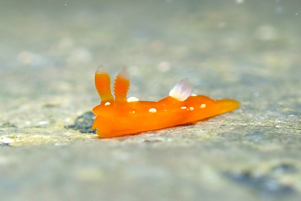 ニシキリュウグウウミウシ