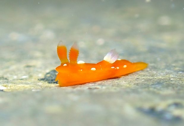 ニシキリュウグウウミウシ