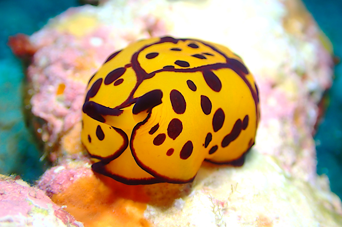 チギレフシエラガイ