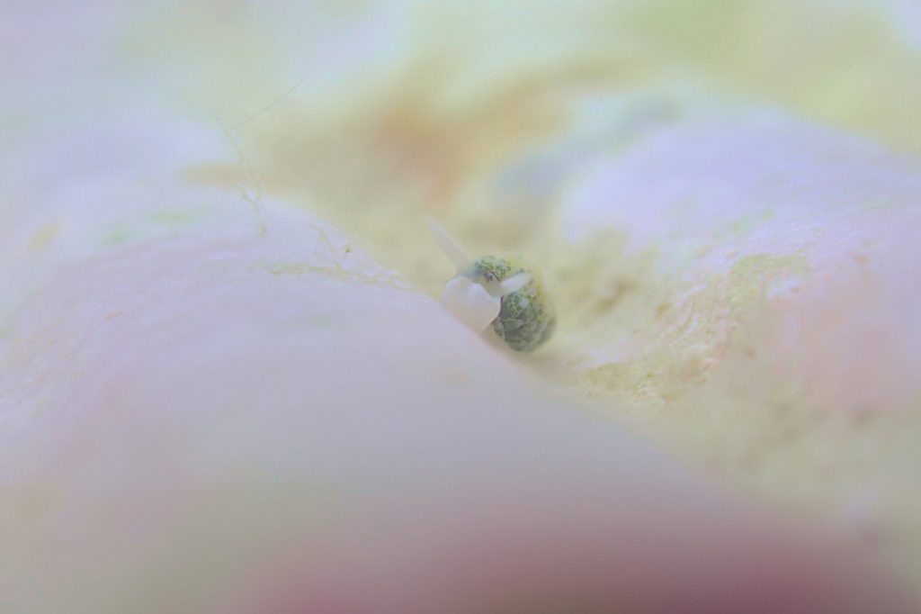 ネオンモウミウシ