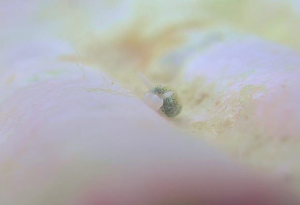 ネオンモウミウシ