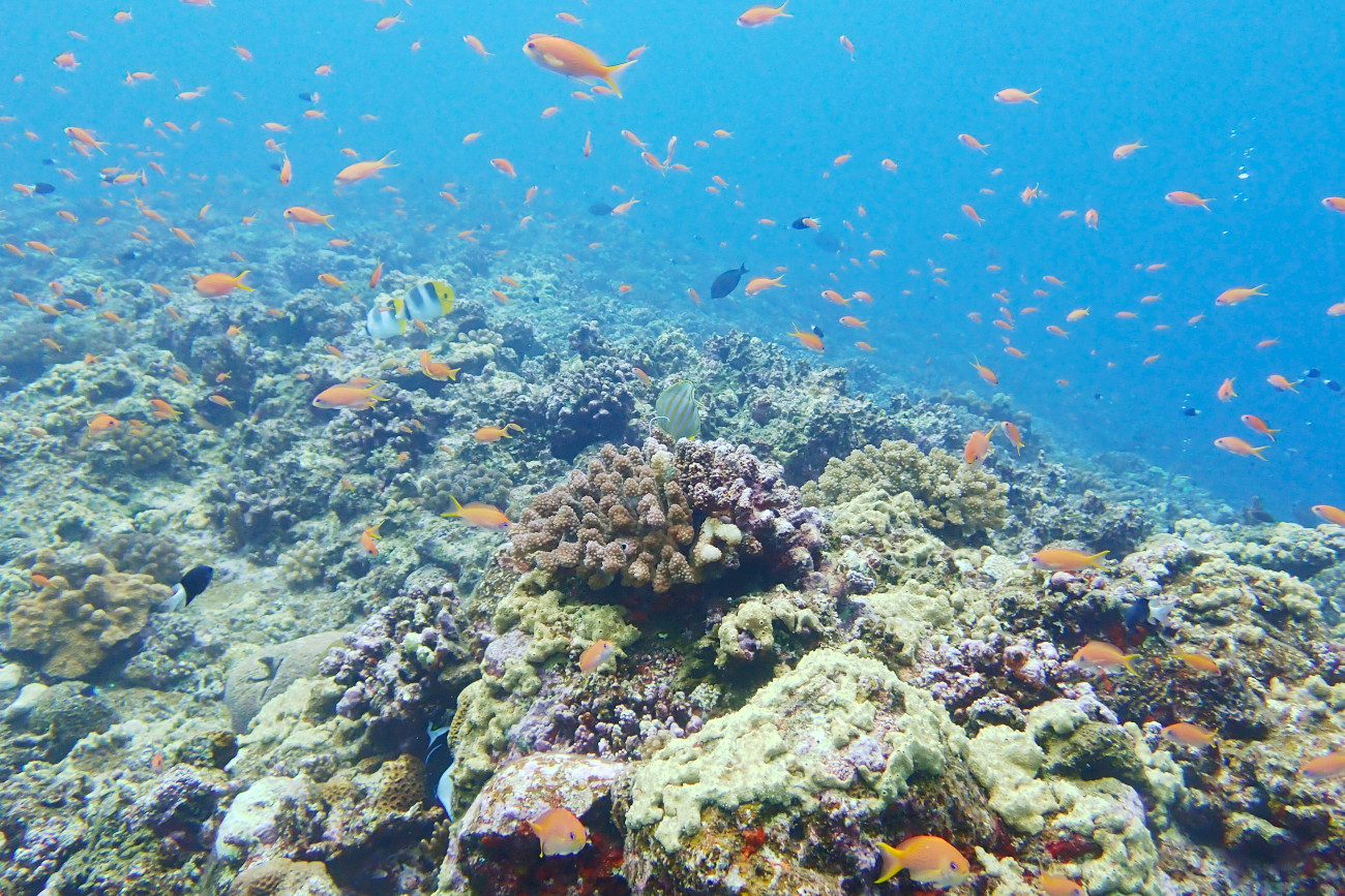 ドロップオフの魚たち