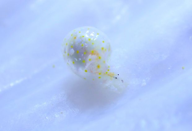 ミガキブドウガイ属の一種４