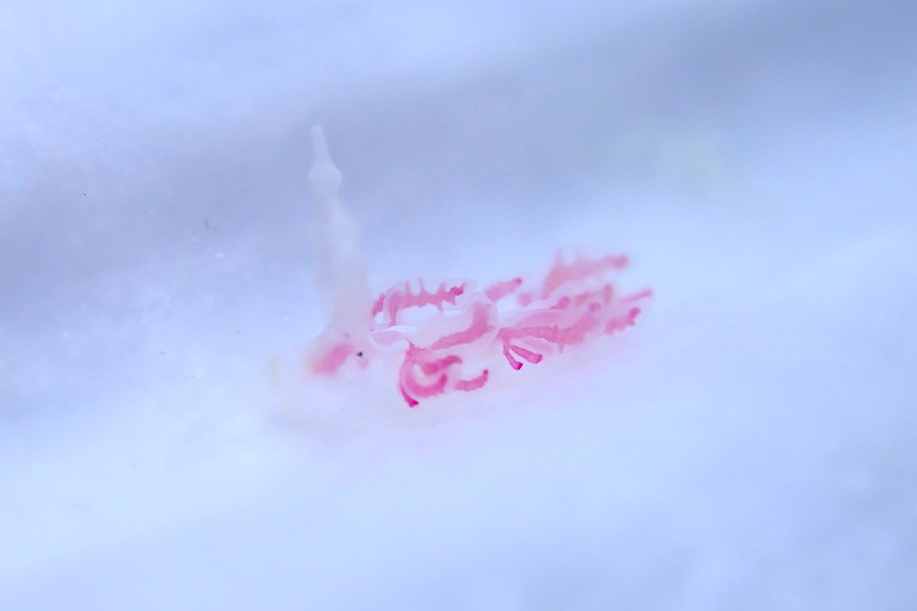 チゴミノウミウシ