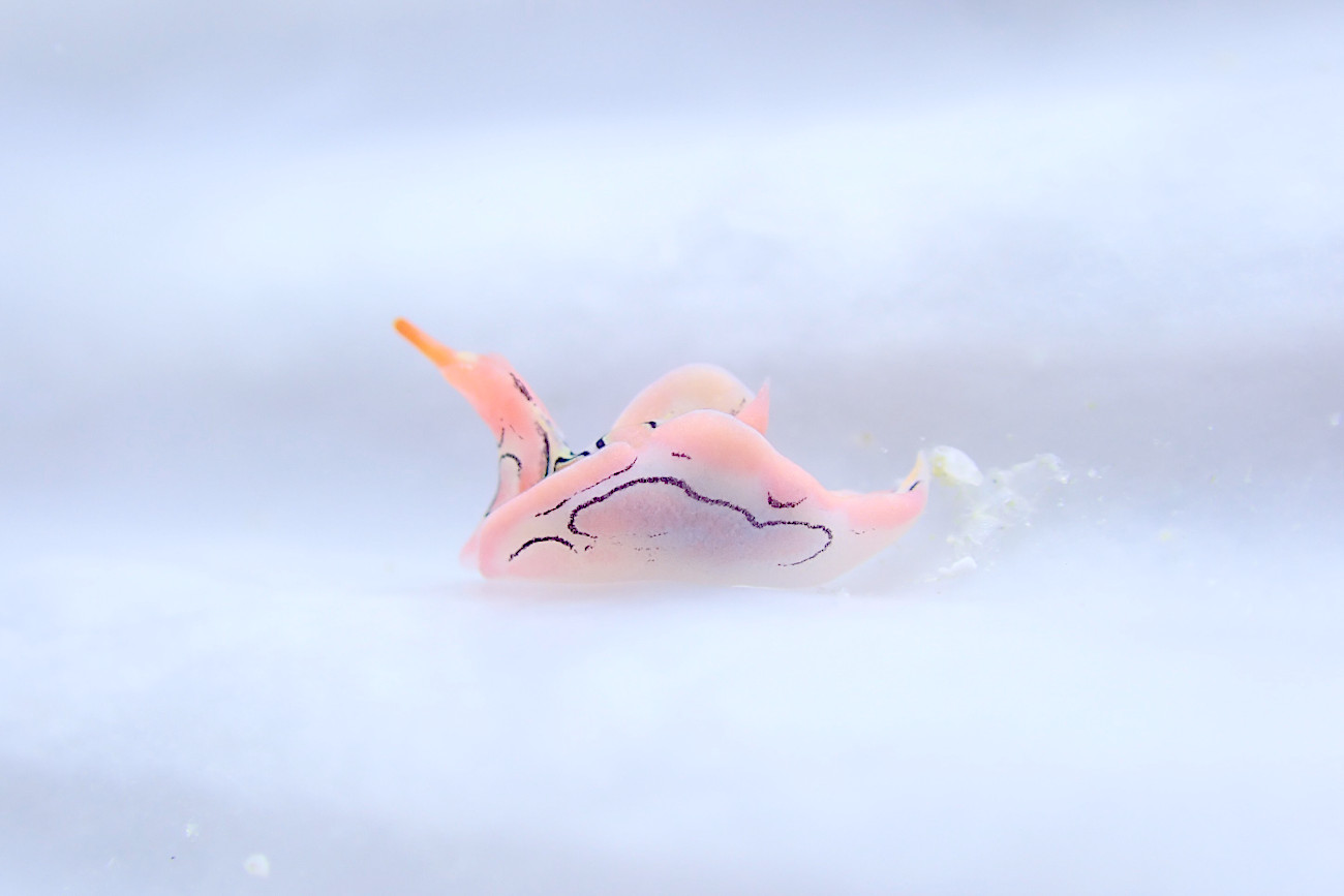 トウモンウミコチョウ