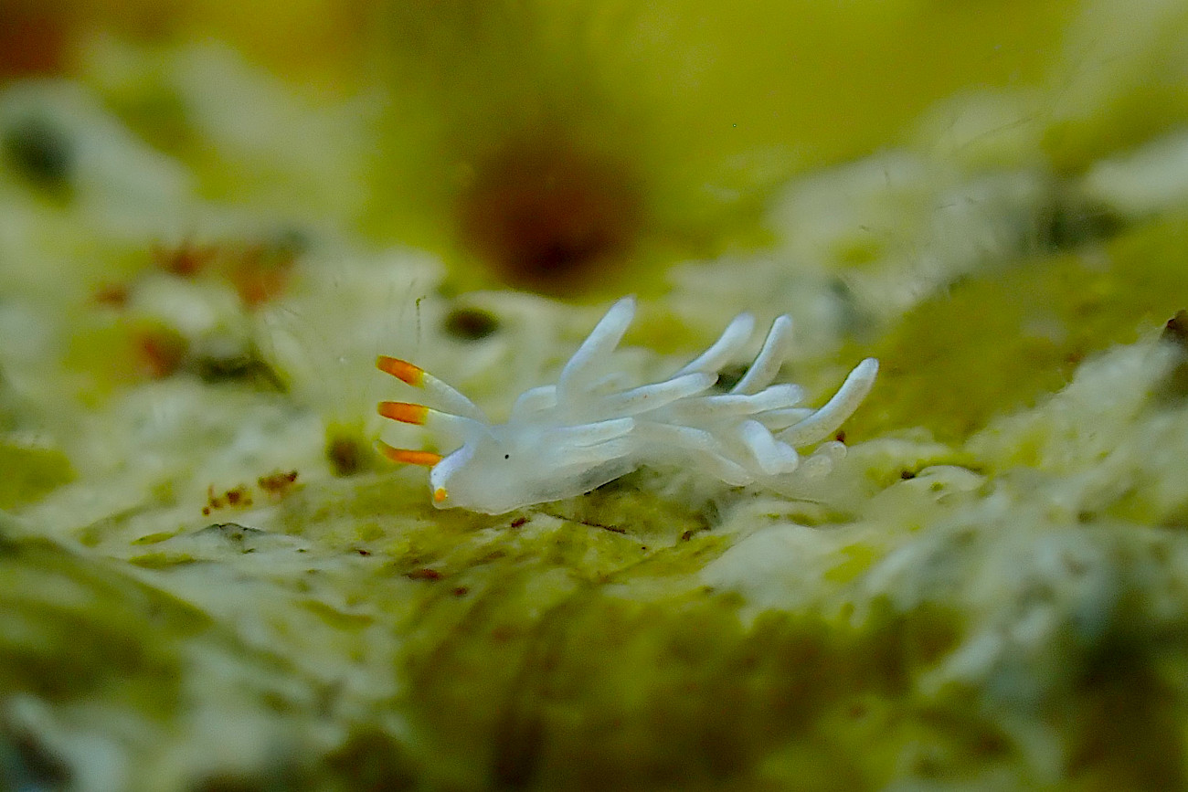 シロタエミノウミウシ属の一種８