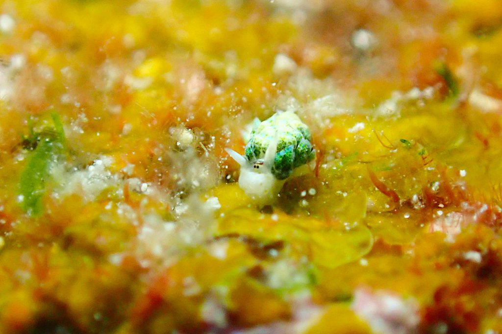 ネオンモウミウシ