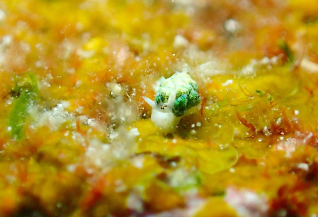 ネオンモウミウシ