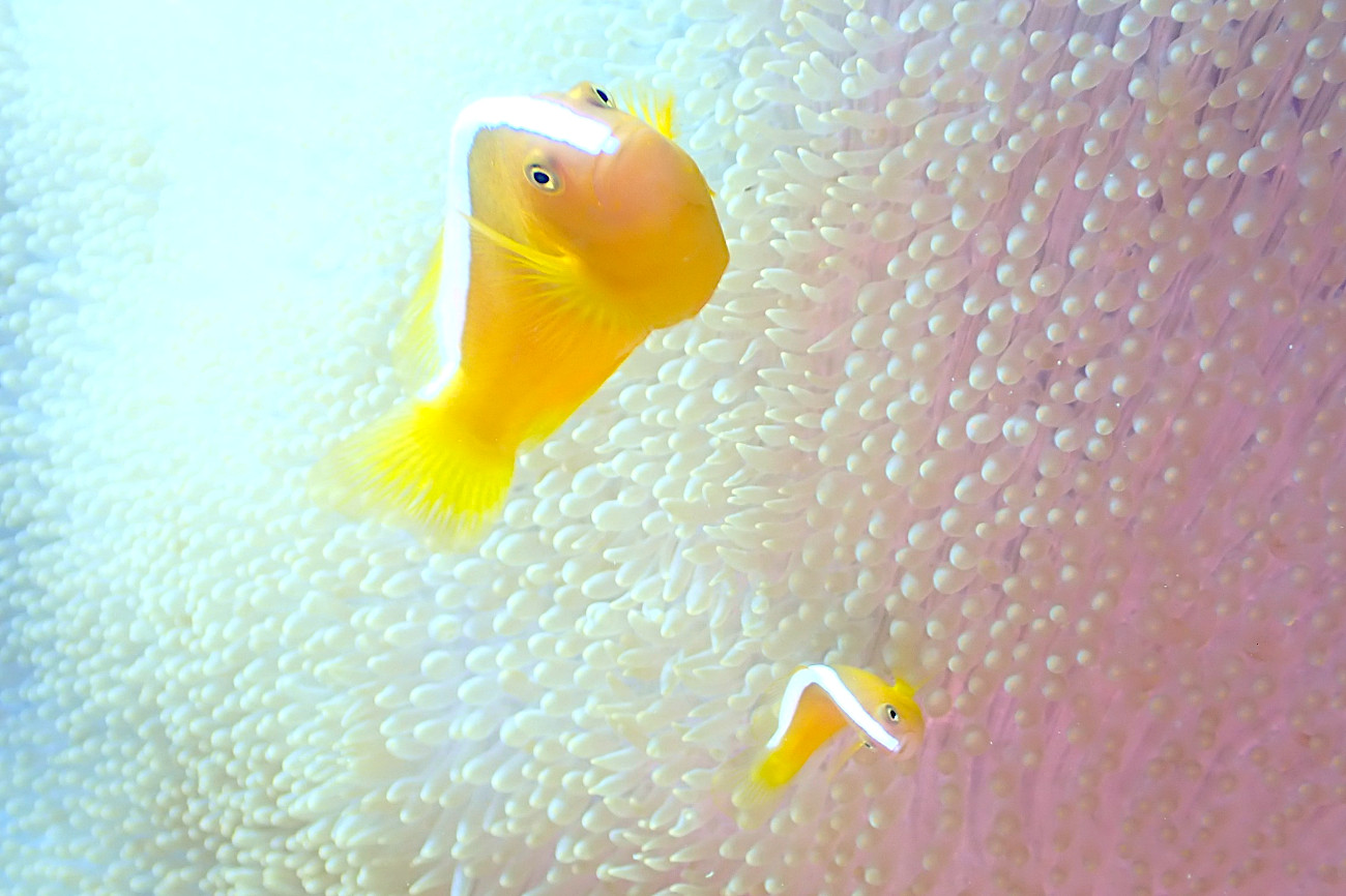 セジロクマノミ