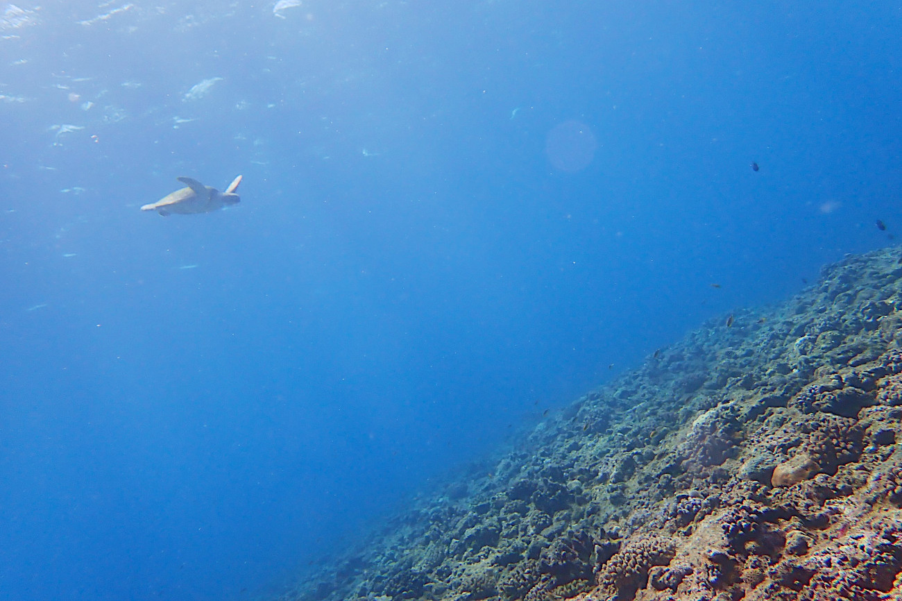 青い海とアオウミガメ