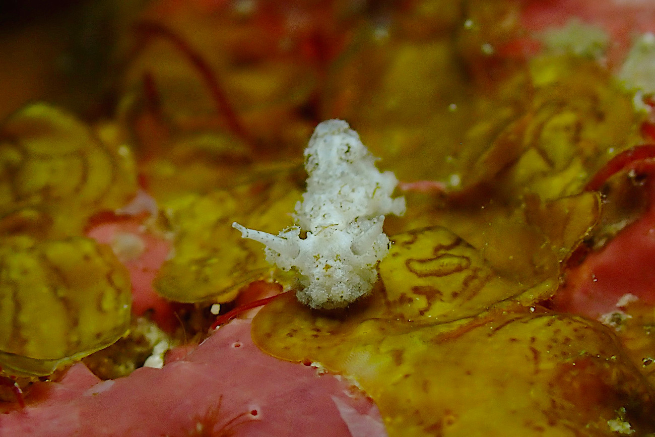 アエジレス・ペタリス