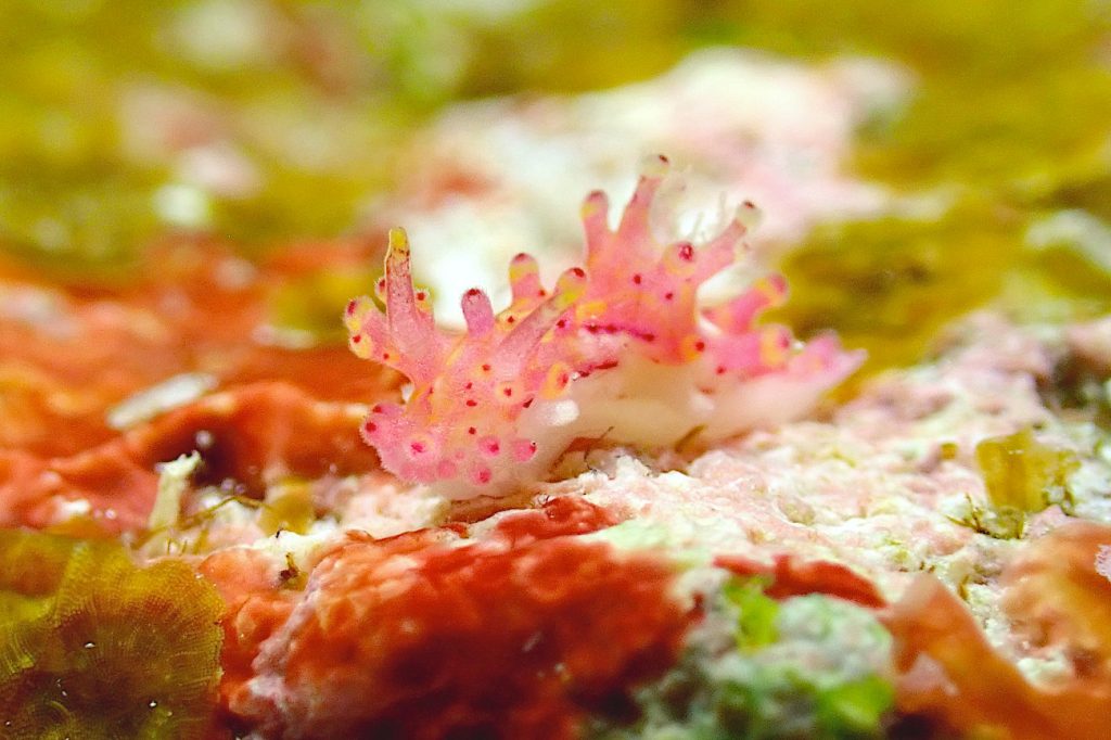 センヒメウミウシ