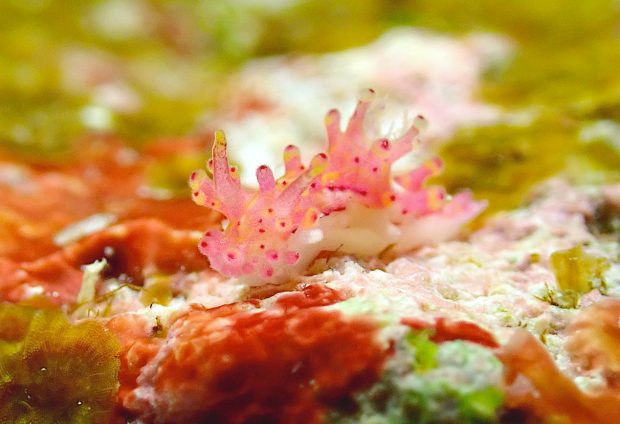 センヒメウミウシ