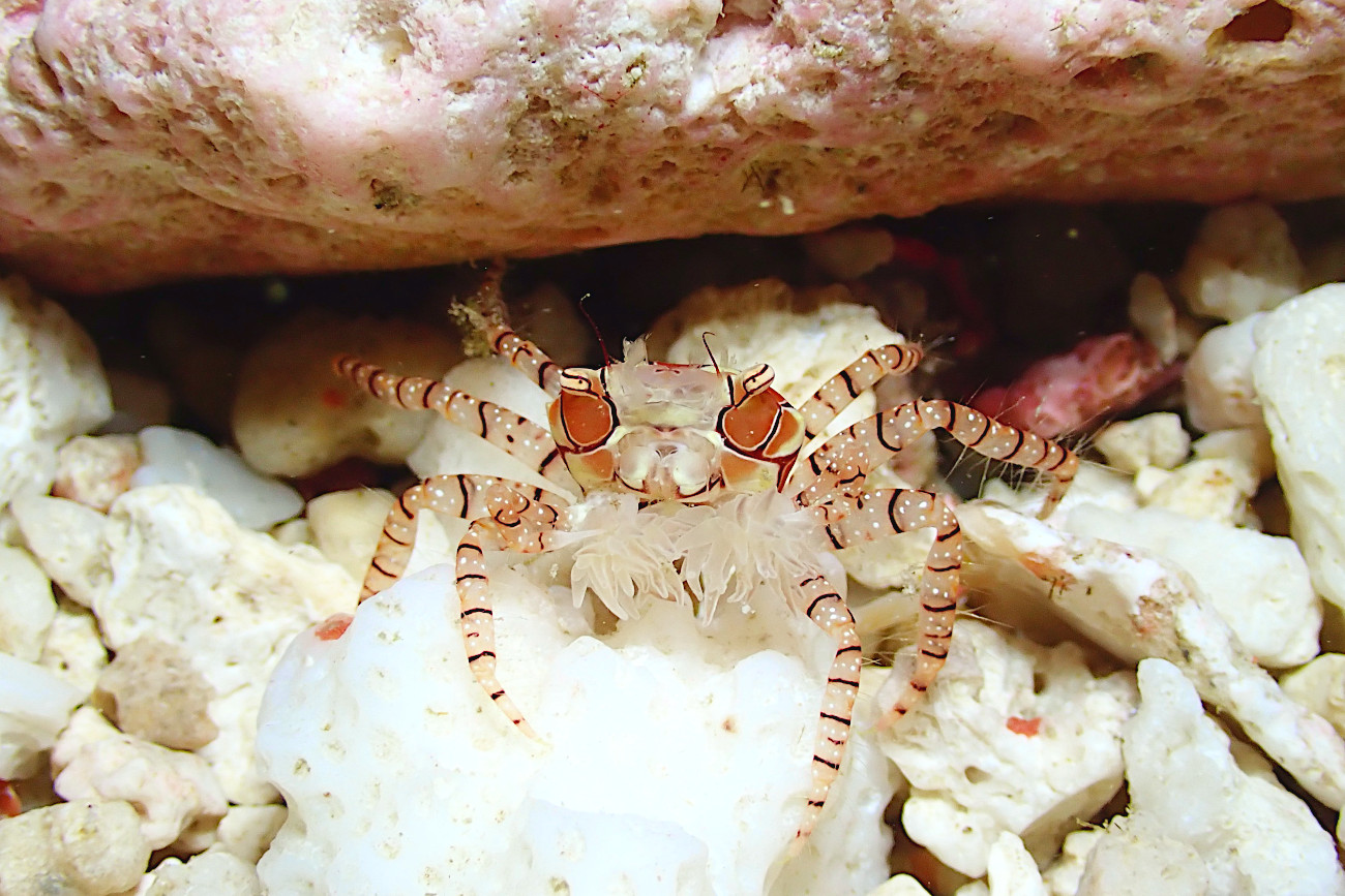 キンチャクガニ