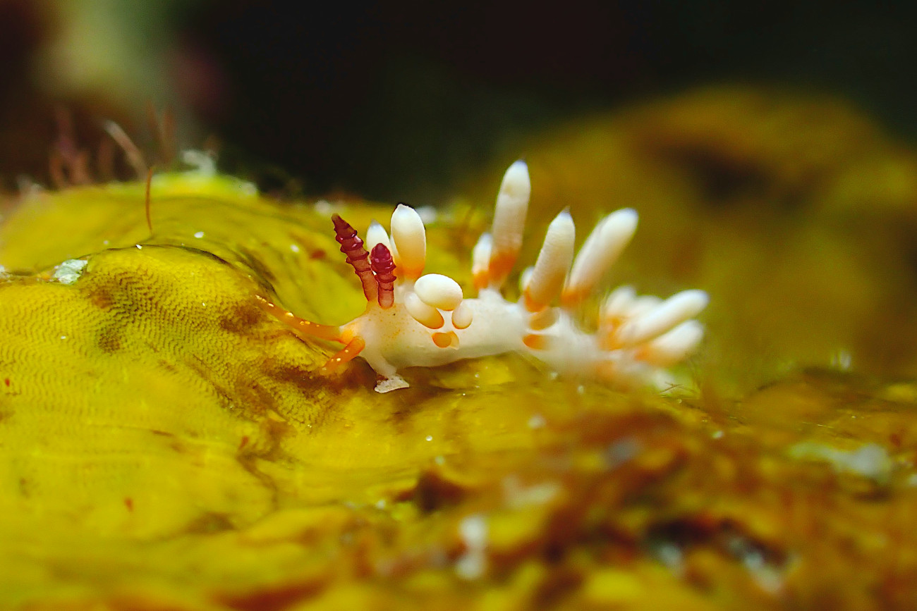 ハレギミノウミウシ