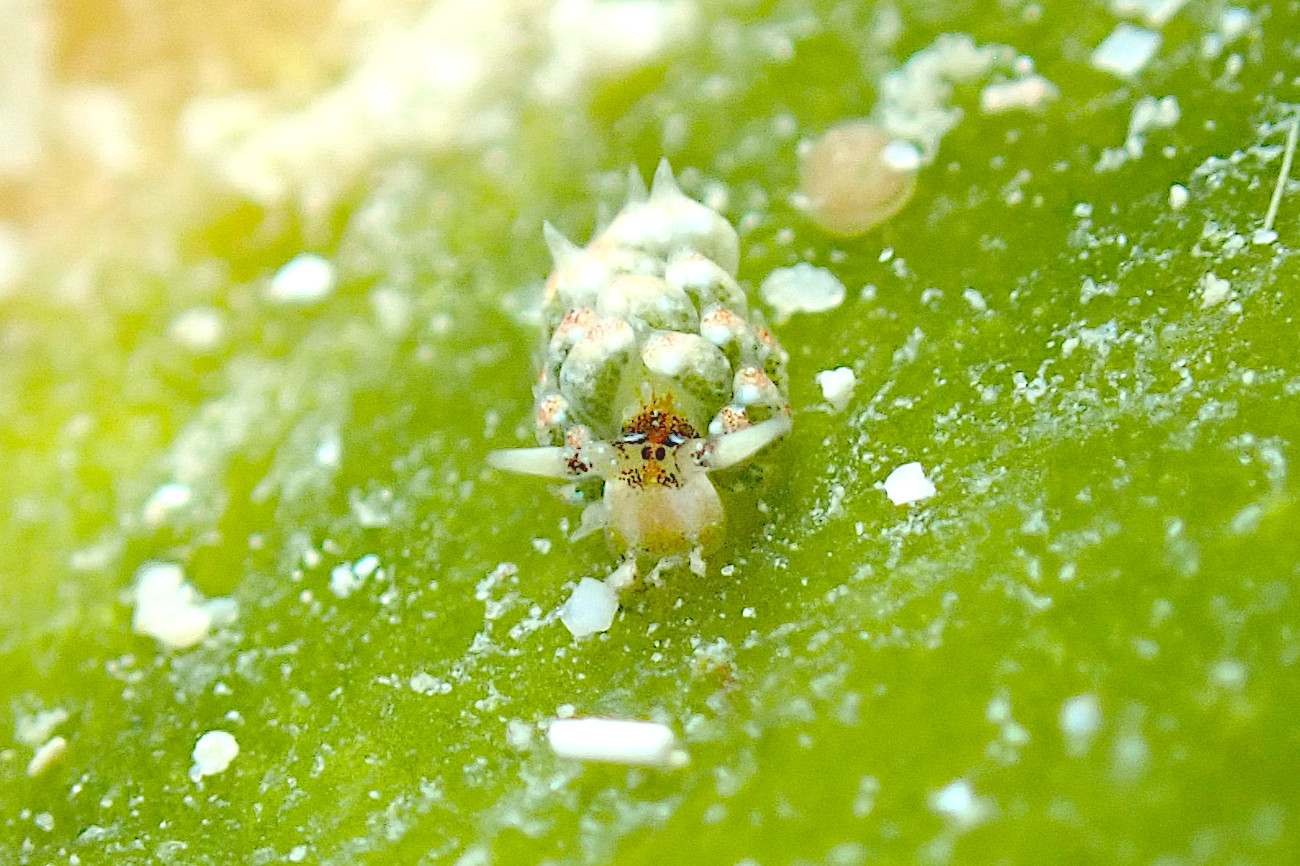 コスタシエッラ・ルブロリネアータ