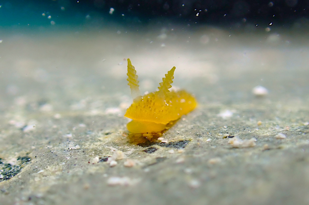 ビロウドウミウシ属の何か