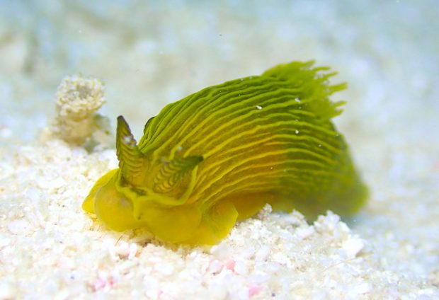 タスジキヌハダウミウシ