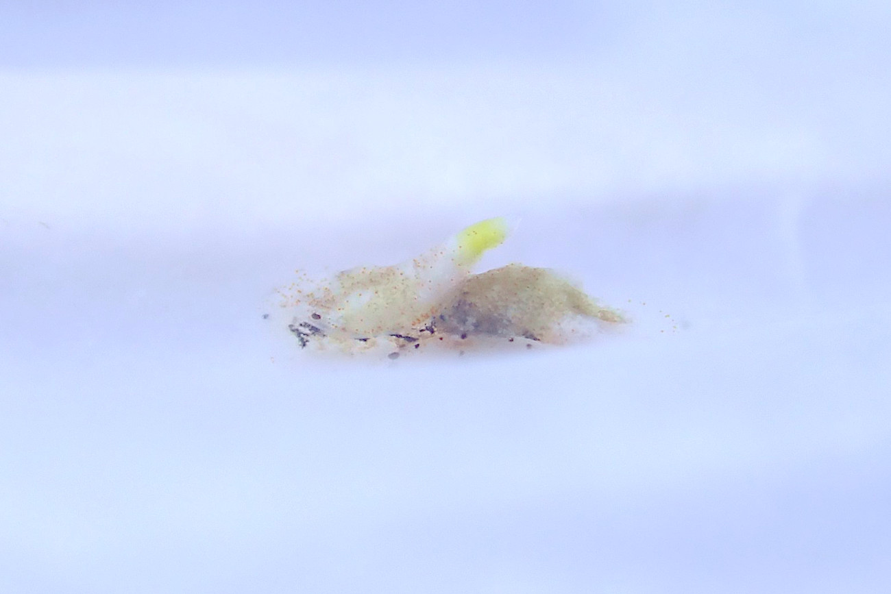 カノコキセワタ属の一種2