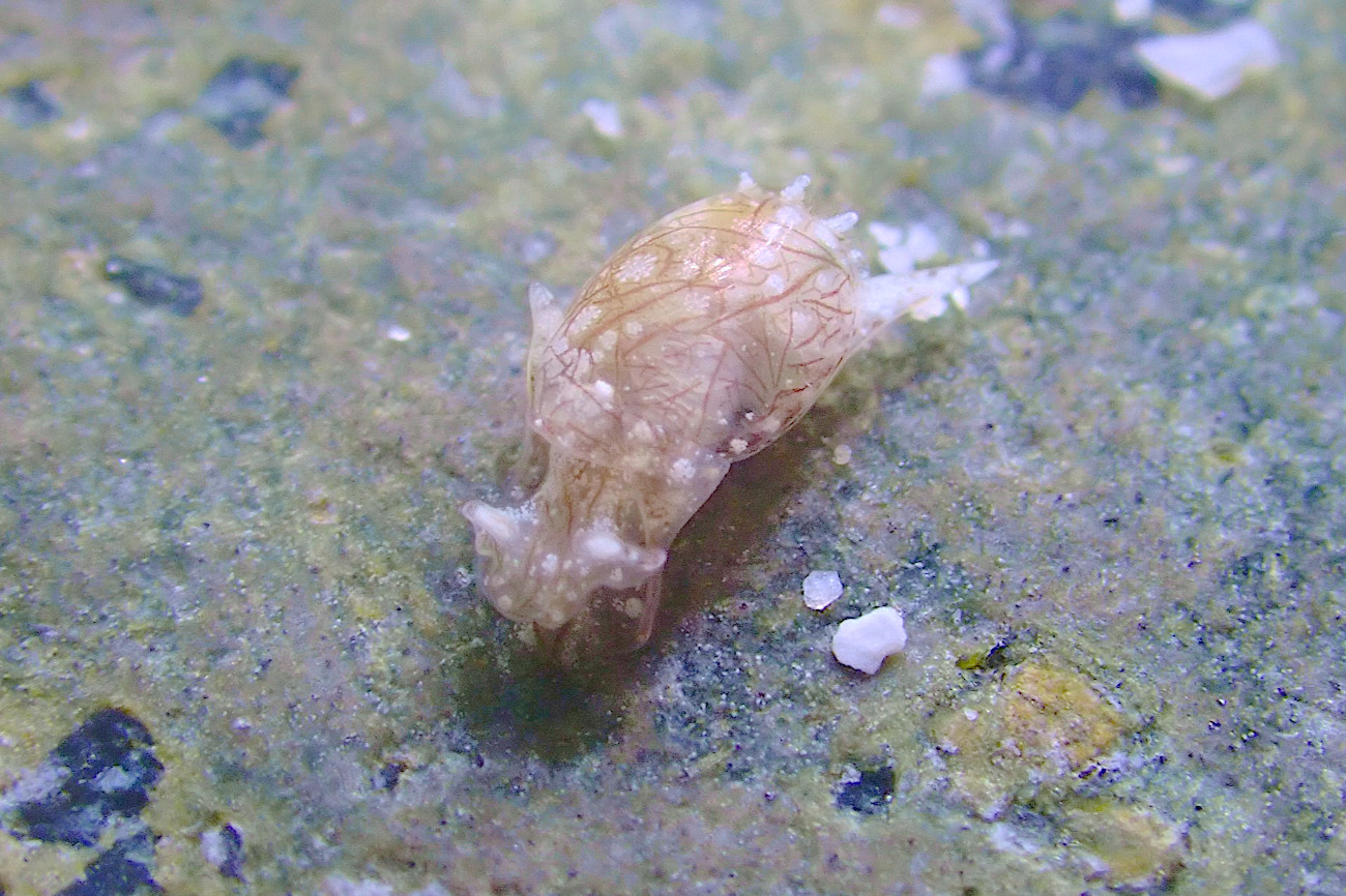 シリツノブドウガイ